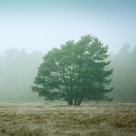 Arbre II sur Rogier Kwikkers