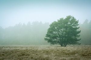 Arbre II