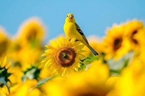 Gele vogel op zonnebloem