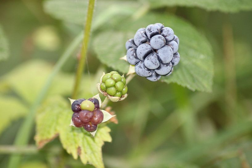 Brombeeren von Shirley Douwstra