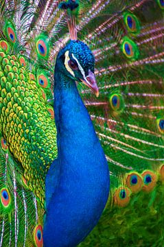Proud Peacock by Frans Van der Kuil