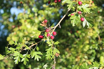 red berries by talha andac