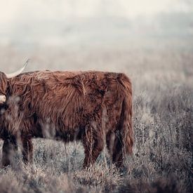 Schotse Hooglander in de hoeksche waard | Strijensas van Steven Dijkshoorn