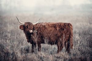 Highlander écossais dans le Hoeksche waard | Strijensas