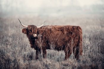 Scottish Highlander in the Hoeksche waard | Strijensas