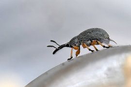 The long way home by appie bonis