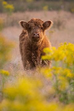Scottish Highlander Calf by Jacco van Son