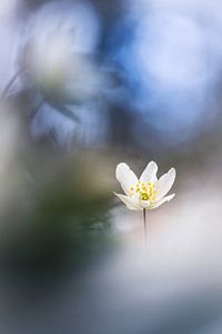 Fröhliche Anemonen