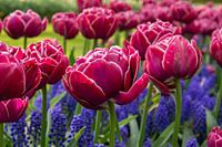 Tulipes dans la zone de bulbes de Keukenhof Amsterdam