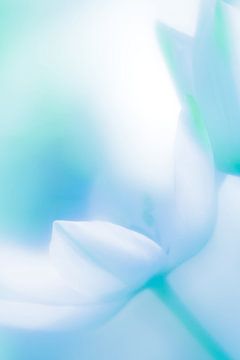 Weiße Blume von Hennie Zeij