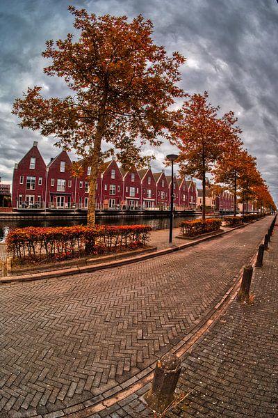Row of trees in autumn by peterheinspictures