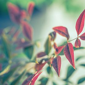 Red leaves in the garden by Wouter Kramer