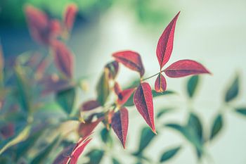 Rote Blätter im Garten
