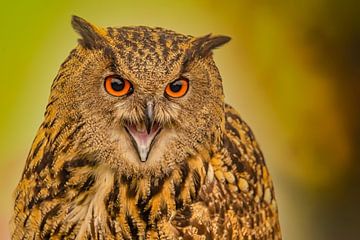 Oehoe, Bubo bubo van Gert Hilbink