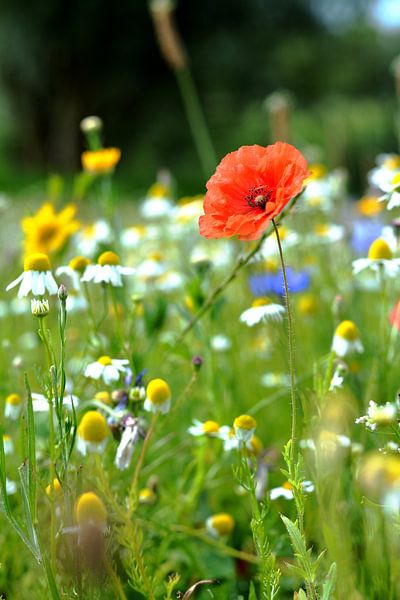 Ein Feld voller bunter Blumen von Michel Geluk