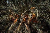 Spanish palm tree leaves at Valencia