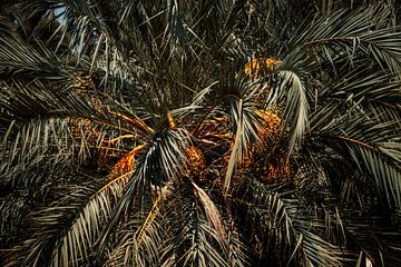 Feuilles de palmier espagnol à Valence sur Bart Geers