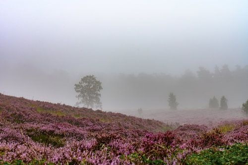 heidevallei in de mist