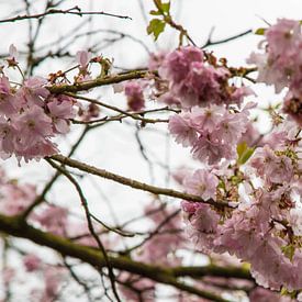 Keukenhof sur Wendy Bierings