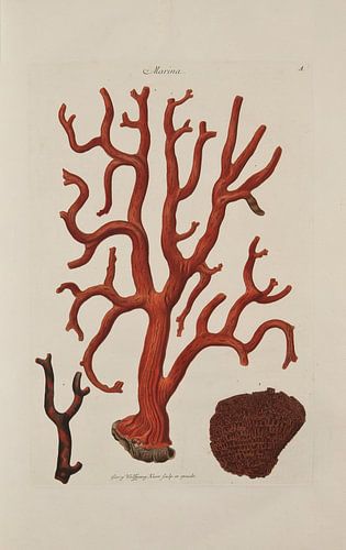 Deliciae Naturae selectae- G.W.Knorr, 1771 - Collectie Teylers Museum