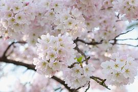 Blüte in der Blüte