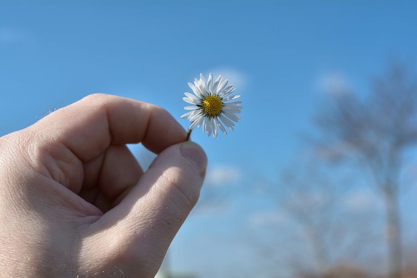 Gänseblümchen in einer Hand von Heiko Kueverling