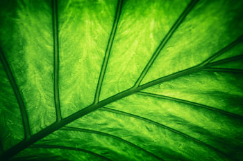 Leaf - Green