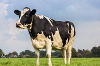 Schwarz-weiße Holstein-Kuh in der niederländischen Landschaft