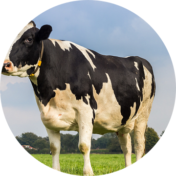 Zwart witte Holstein koe in het Nederlandse landschap van Marc Venema