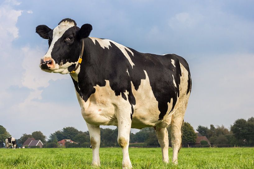 Schwarz-weiße Holstein-Kuh in der niederländischen Landschaft von Marc Venema