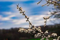 Blossom branch on the Maas