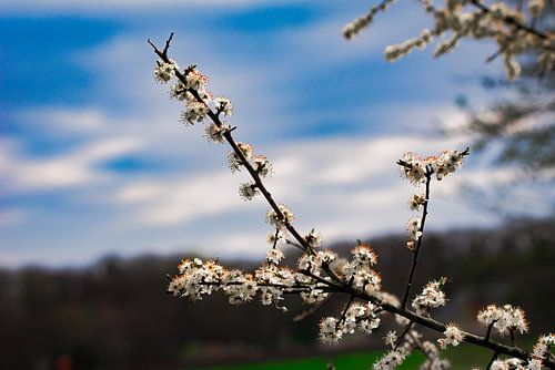 Branche fleurie sur la Meuse