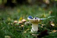 Blauwe paddenstoel