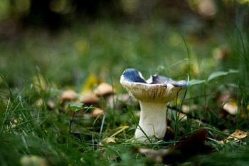 Blauwe paddenstoel