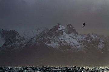 Albatros vliegend boven de oceaan bij South Georgia van Menno van Duijn