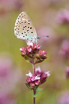 Thymian blau