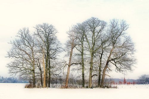 Bomengroep bij Kasteel Groeneveld