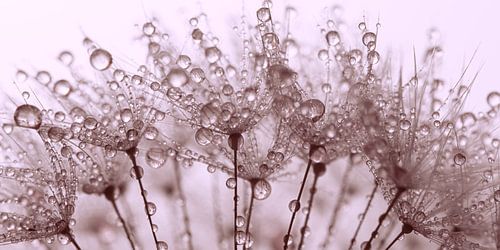 Panorama van druppeltjes een warm oudroze  sfeertje