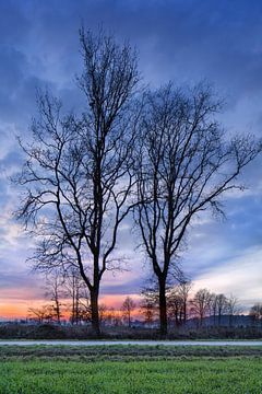 Landelijke winter landschap met prachtige bomen en rode zonsondergang