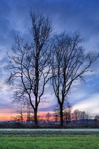 Rural winter scenery with beautiful trees and red sunset