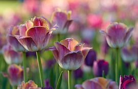 Traumhafte Makrofotografie einer leuchtend rosa Pfingstrose von Artistic