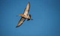 Black-tailed godwit