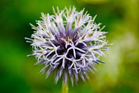 Paars/blauwe bloem