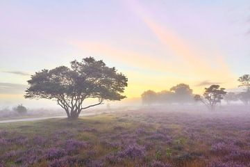 Zonsopkomst op de paarse hei van Ad Jekel