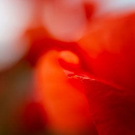 Poppy love by Anki Riteco