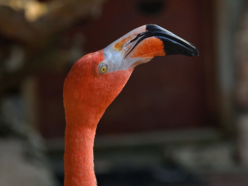 Flamingo in Curaçao by Karel Frielink