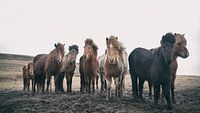 Icelandic horses by Gerald Emming thumbnail