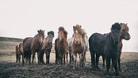 Icelandic horses