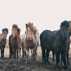 IJslandse Paarden van Gerald Emming