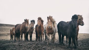 Icelandic horses by Gerald Emming